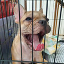 Cute Frenchie Bulldog (Female)