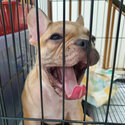 Cute Frenchie Bulldog (Female)-3