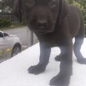 Labrador Puppy For Sale (019 - 480 6689 Grace)-2