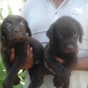 Labrador Puppy For Sale Malaysia (019 - 480 6689 Grace)-1