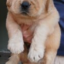 Golden Retriever Puppy For Sale (Imported lineage)(019 - 480 6689 Grace)-0