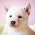 Shiba Inu Puppy For Sale (Imported lineage)(019 - 480 6689 Grace)-2
