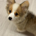 Long-haired Corgi-1