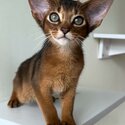 Abyssinian purebred kittens