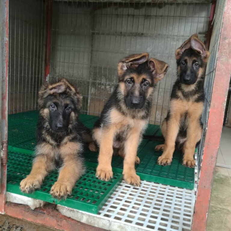 German Shepherd Puppy For Sale (Champion lineage)(019 - 480 6689 Grace)