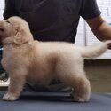 Golden Retriever Puppy For Sale (Imported lineage) (019 - 480 6689 Grace)-4