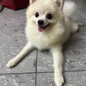 Cream White Male Pomeranian