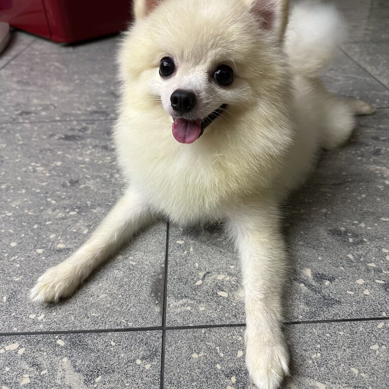 Cream White Male Pomeranian