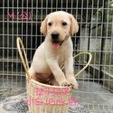 Labrador Puppy For Sale (019 - 480 6689 Grace)(Imported & Champion lineage)