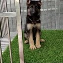 German Shepherd Puppy For Sale (Imported lineage)（德国牧羊犬）(019 - 480 6689 Grace)