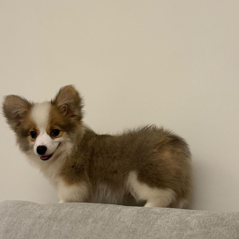 Long-haired Corgi