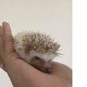 Cute Hedgie-3