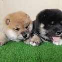 Shiba Inu Puppy For Sale Malaysia (Imported lineage)(019 - 480 6689 Grace)-4