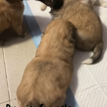 Puppies for sale 