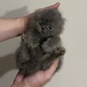 Pure Persian Kittens (includes vaccination, deworming, grooming, adaptation food, cage, delivery)-1