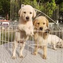 Labrador Puppy For Sale (019 - 480 6689 Grace)-1