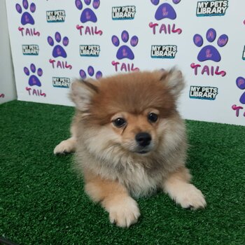 Pomeranian mix Corgi 