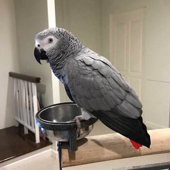 Great Talker African Grey Parrot