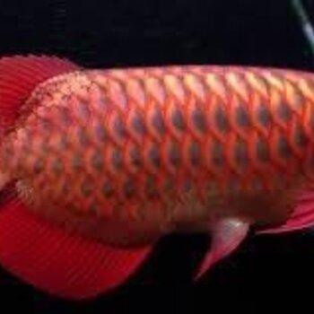 Red Wings/ Gold Arowan Fish