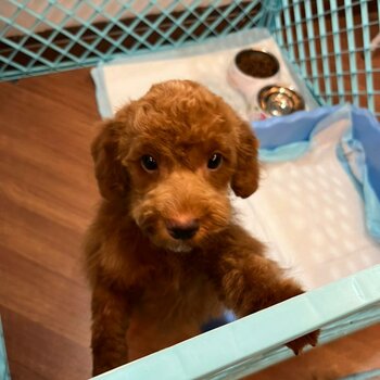 Red Toy Poodle - short legs doggo 