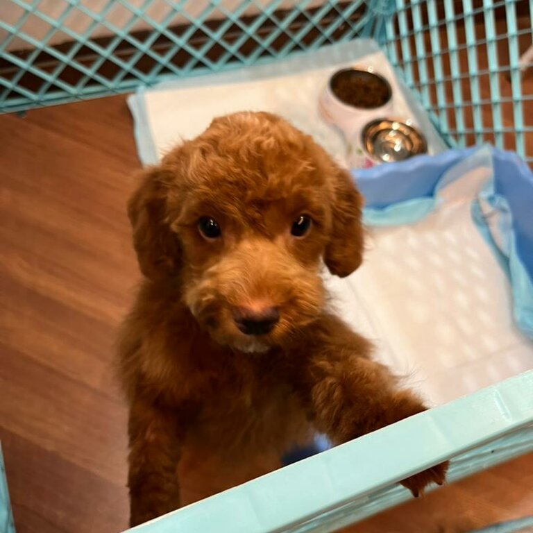 Red Toy Poodle - short legs doggo 