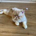 Selling our adorable FlatFace Persian male 2yrs old-3