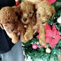 Toy Poodle Puppy For Sale (019 - 480 6689 Grace)-1