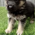 German Shepherd Puppy For Sale (Imported lineage)(019 - 480 6689 Grace)-3