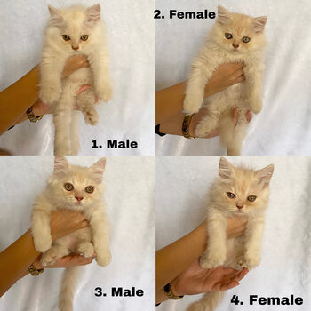 Cream Colored Persian Kittens