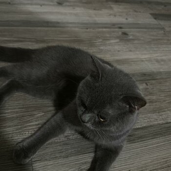 urgent for saling Pure breed british shorthair