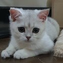 Ready to rehome: British Shorthair -0