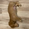 Dachshund Long Hair Puppy, 3 Months, Vax'd-2