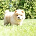 AMAZING CHOW  CHOW FOR SALE