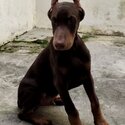 Doberman Puppy For Sale Malaysia (Imported lineage)(019 - 480 6689 Grace)-2