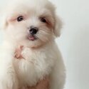 Maltese Puppy For Sale (Champion lineage)(019 - 480 6689 Grace)-3