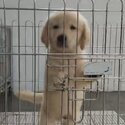 Golden Retriever Puppy For Sale Malaysia (019 - 480 6689 Grace) -1