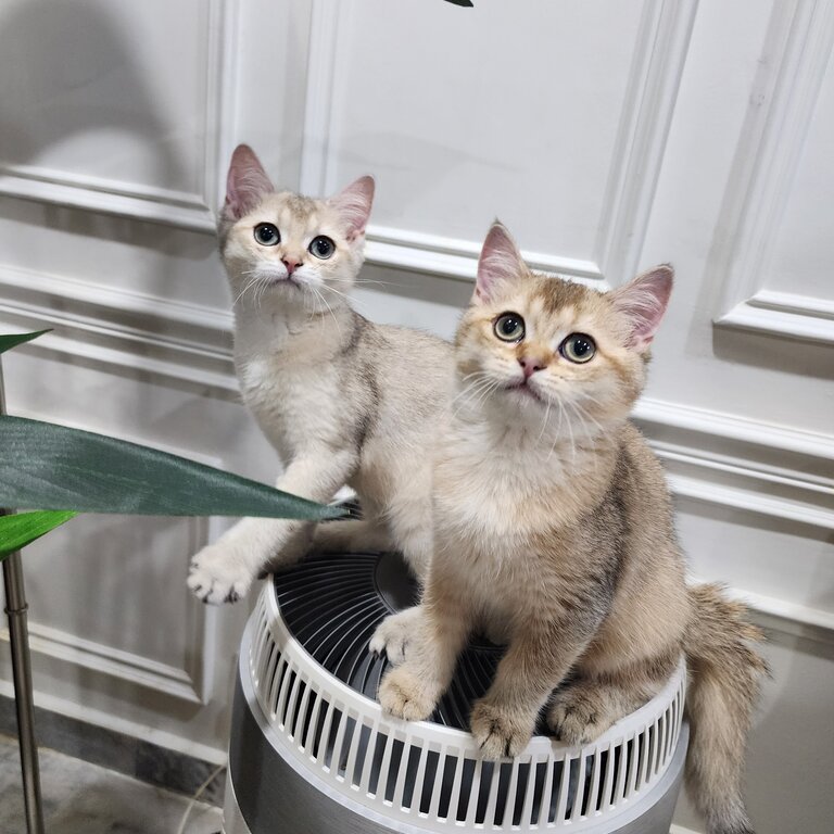 Golden British Shorthair 