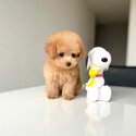 Teacup poodle puppies WhatsApp 01117225019-2