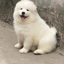 Samoyed Puppy For Sale (Imported from Vietnam) (019 - 480 6689 Grace) -4