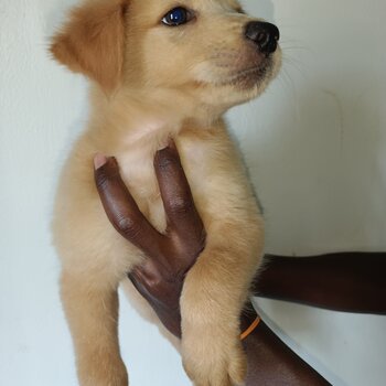 Golden retriever cross Labrador retriever