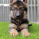 German Shepherd Puppy For Sale (Imported lineage)（德国牧羊犬）(019 - 480 6689 Grace)
