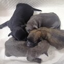 Maltipoo puppy -1