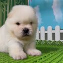 Chow Chow Puppy For Sale Malaysia (019 - 480 6689 Grace) -0