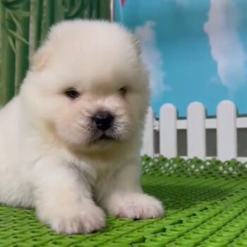 Chow Chow Puppy For Sale Malaysia (019 - 480 6689 Grace) 