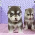 Pomsky Puppy For Sale Malaysia (019 - 480 6689 Grace) -1