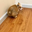 Long Coat Welsh Corgi Puppy For Sale (Imported from Vietnam) (019 - 480 6689 Grace)-0