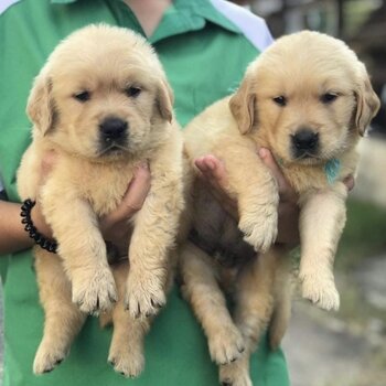 Golden Retriever Puppy For Sale（黄金猎犬 幼犬） (019 - 480 6689 Grace)