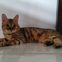 Male Bengal-0