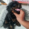 Toy poodle -1