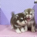 Pomsky Puppy For Sale Malaysia (019 - 480 6689 Grace) -2